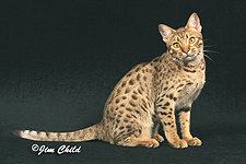04_Sunstone Knubi Sweet Mewsic